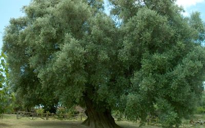 Gli alberi monumentali del reatino