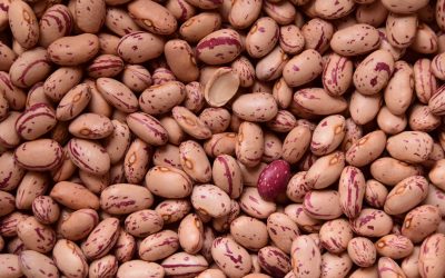 Il Fagiolo Borbontino