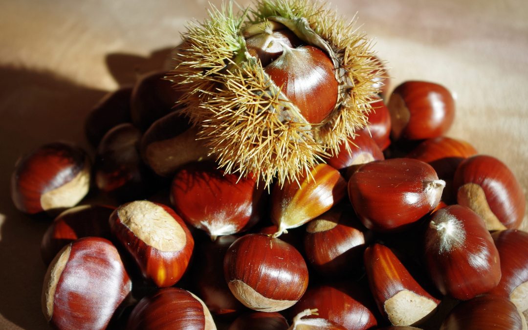 Il marrone Antrodocano