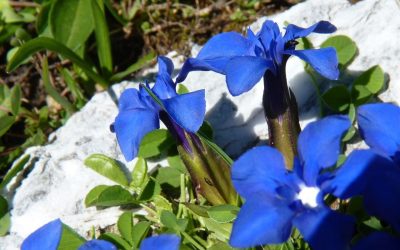 La Genziana