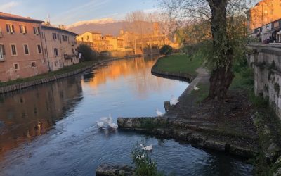 Foreste Acqua Vita