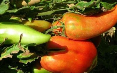 Pomodoro Corno di Toro
