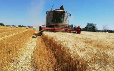 La coltivazione del grano tra tradizione ed innovazione