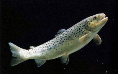 Nel reatino il pesce è d’acqua dolce