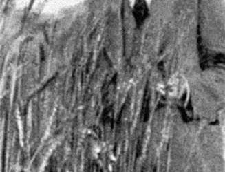 Un francobollo dedicato a Nazareno Strampelli