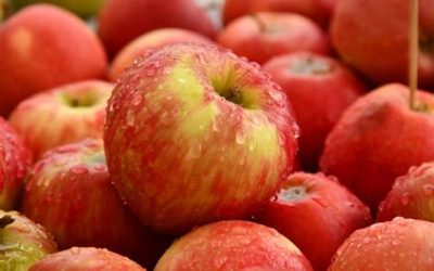 Le mele di Amatrice: è il clima rigido a farle così dolci