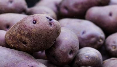 La Turchesa, la patata risorta