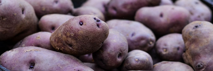 La Turchesa, la patata risorta