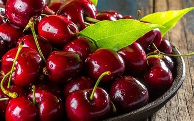 La Cerasa Sabina, la Ciliegia del Papa