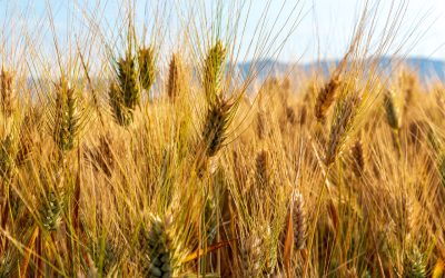 Nasce dal Rieti Originario il grano Senatore Cappelli