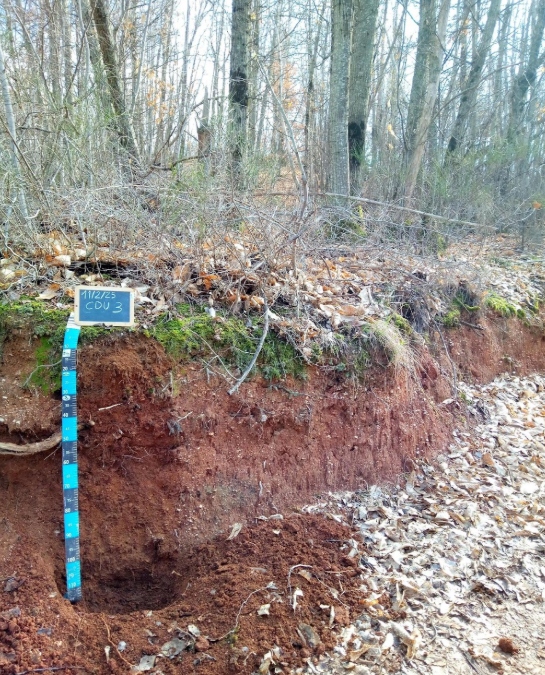 I castagneti nei boschi tra Santa Rufina e Cittaducale. Una particolarità dovuta alla natura dei suoli.