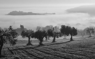 Capofarfa: quattro secoli di olivicoltura sabina