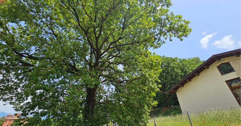 Trebula Mutuesca, dove la storia continua a parlare: tra nuove scoperte e memoria antica